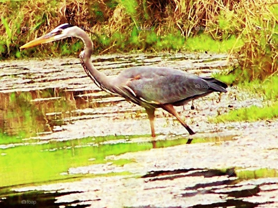 Great Blue Heron