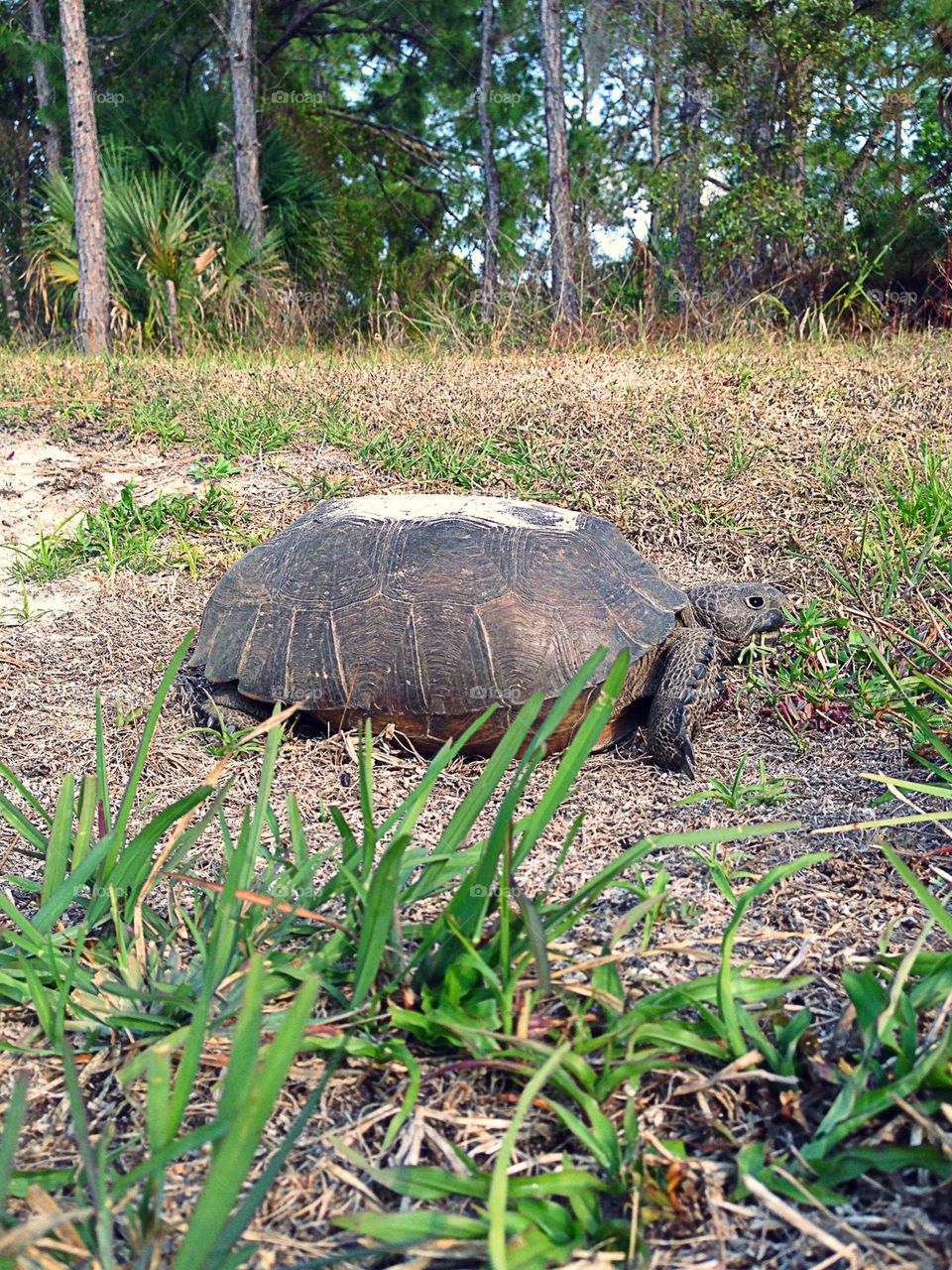 Gopher Tortoise on his morning munch.