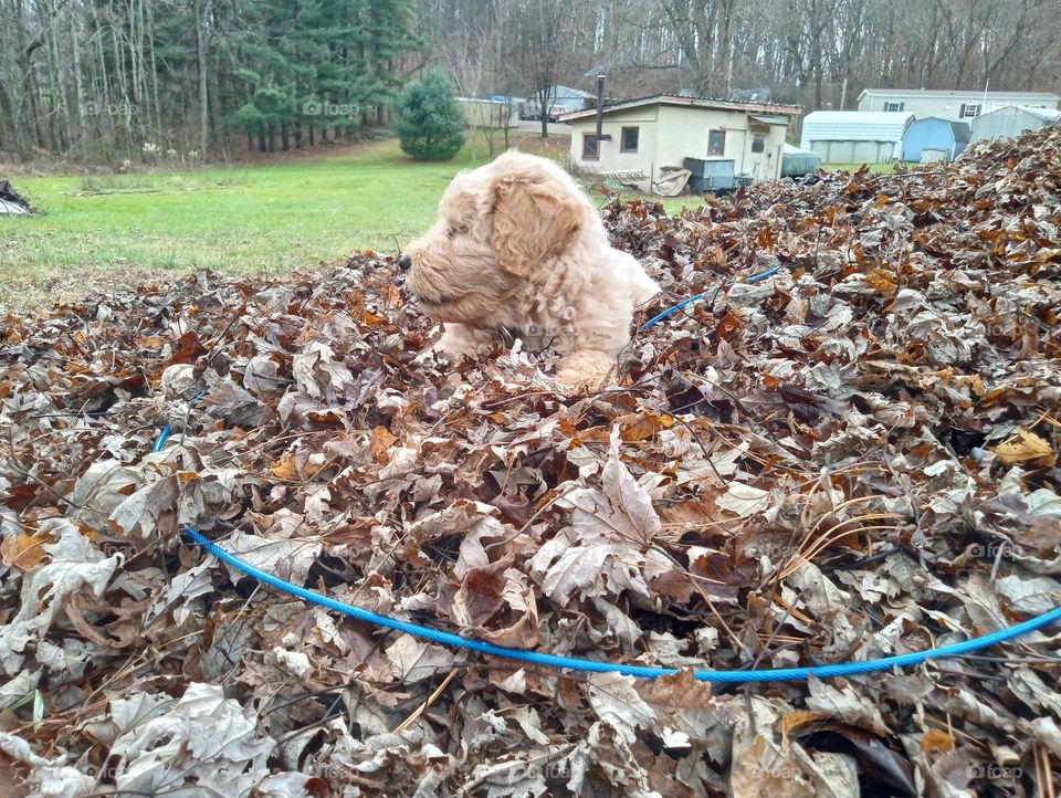 puppy in leaf's