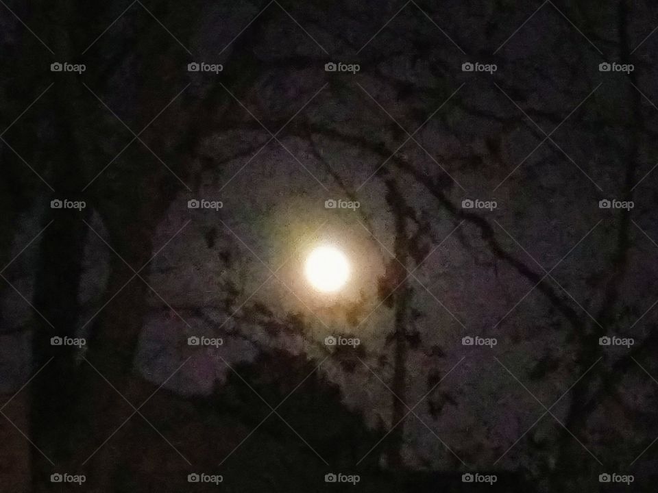 moon through the trees