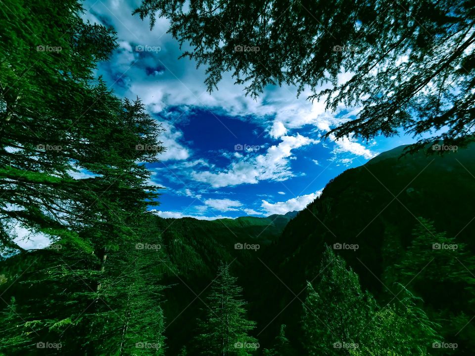 Sky through the tree's