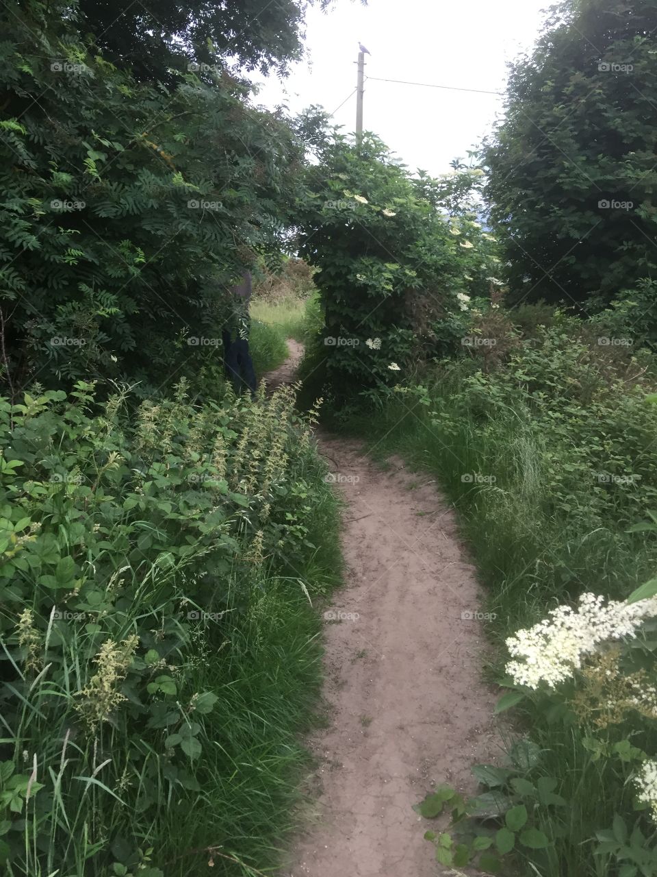 Pathway across the Moor, England 