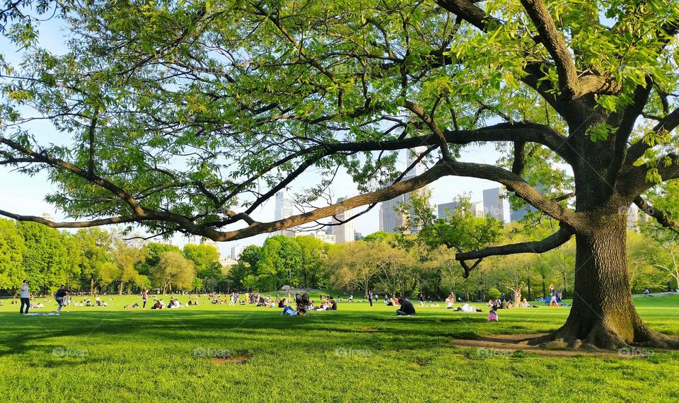 Central park NYC