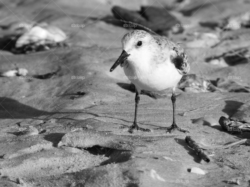 Pretty little beach bird