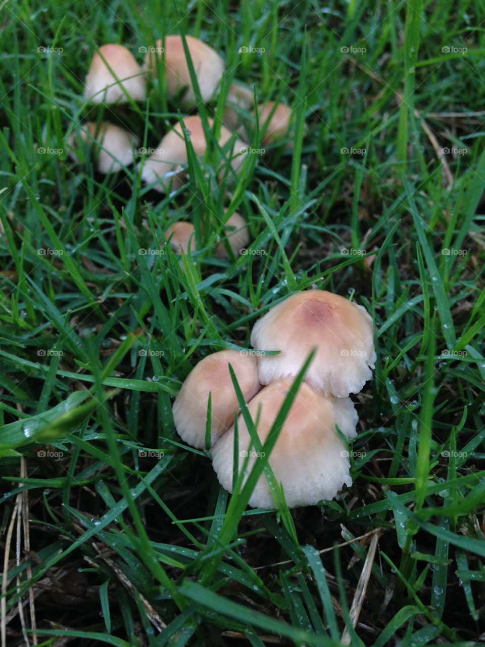 Mushroom colony. Mushroom cluster growing after all our rain