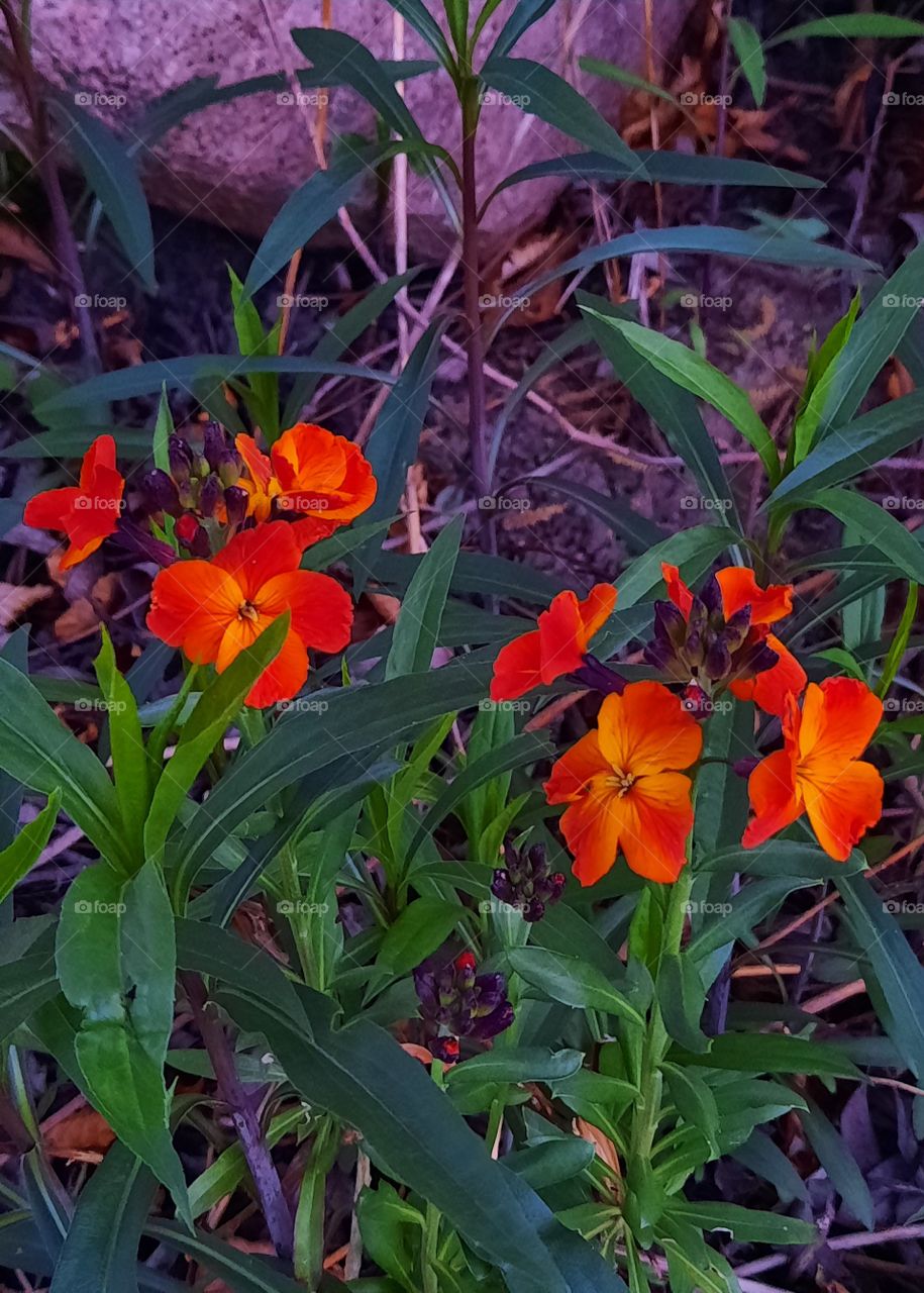 orange Erisinum flowers in the evening