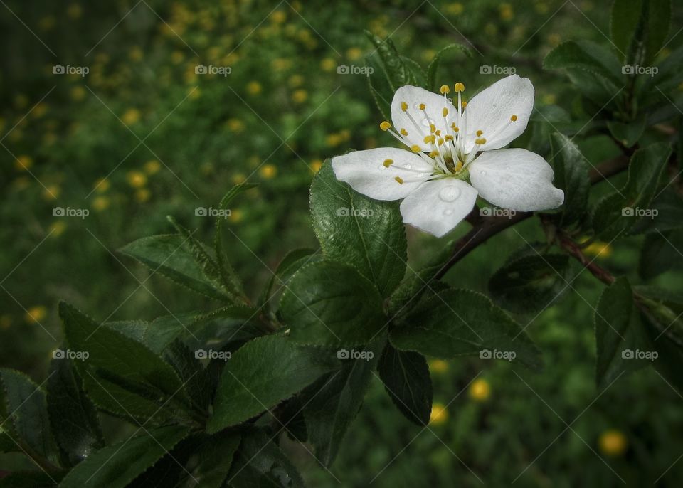 Apple-tree