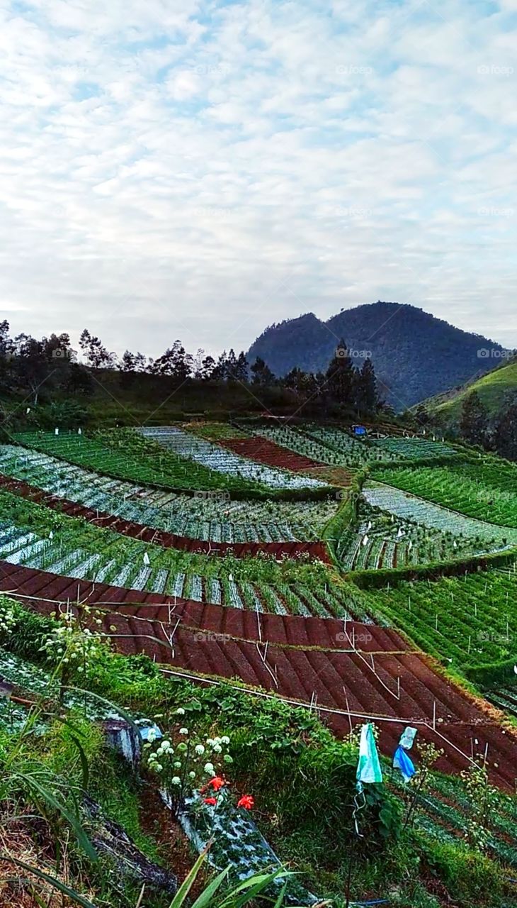 Dieng, central of java