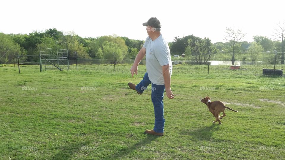 A young puppy dog in motion running to fetch a rope bone that was thrown by a man standing in the green grass of spring