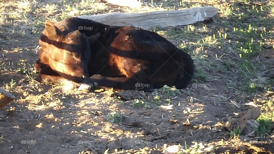 Sleeping Black Angus Calf