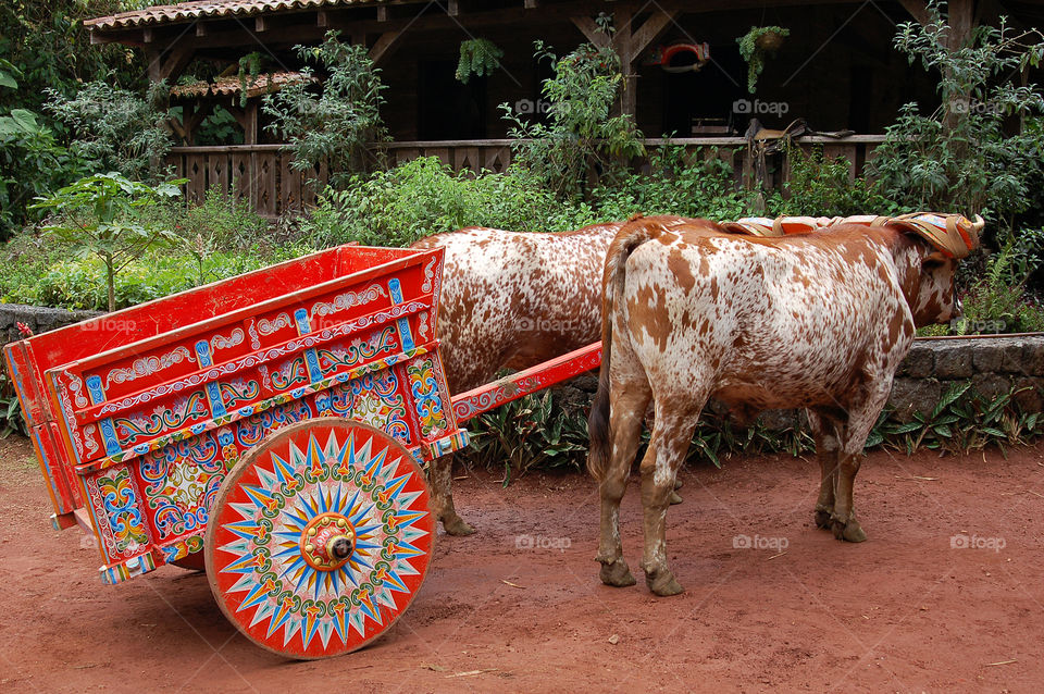 Ox Cart. Costa Rica