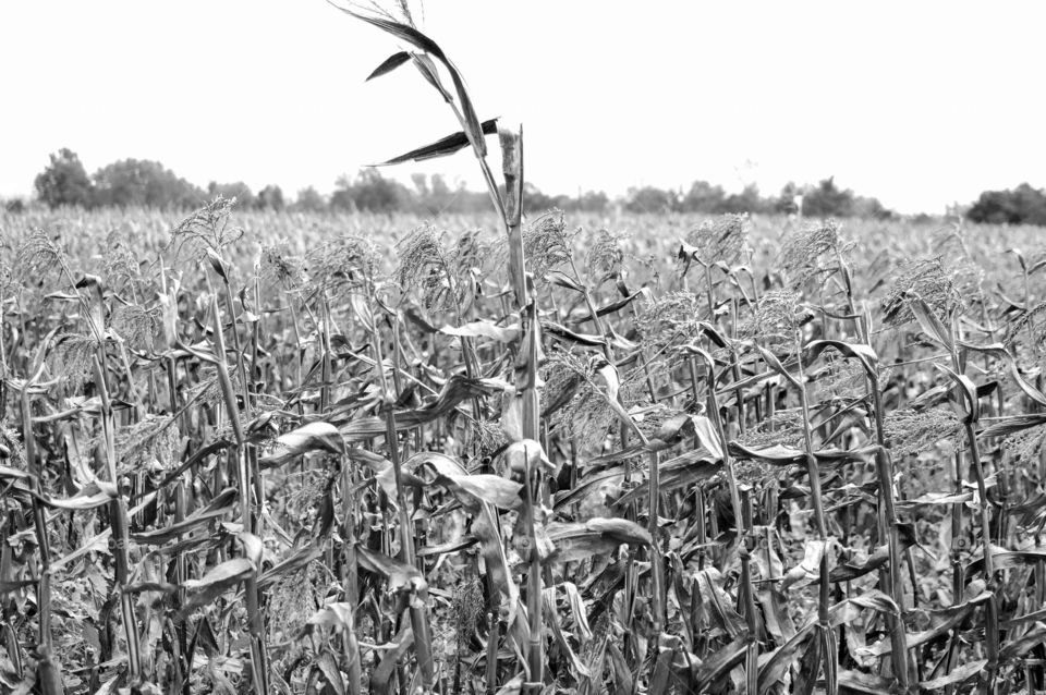 Extra long stalk in a field of corn stalks