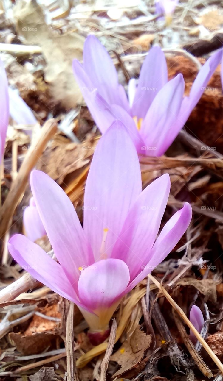 Colchicum autumnale