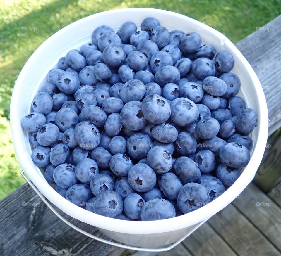 Large blueberries in a white fruit picking bucket fresh picked on the family farm in summer