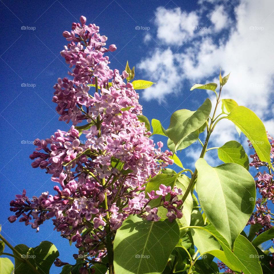 Lilacs  with  blue  sky 