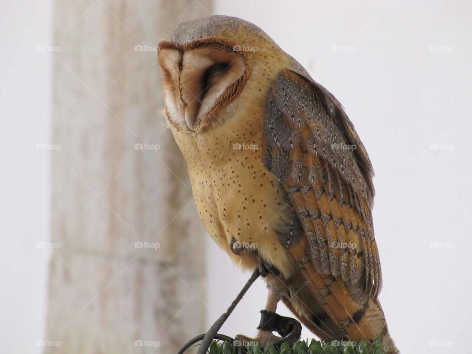 Beautiful funny cute adorable Owl black brown wings texture dots