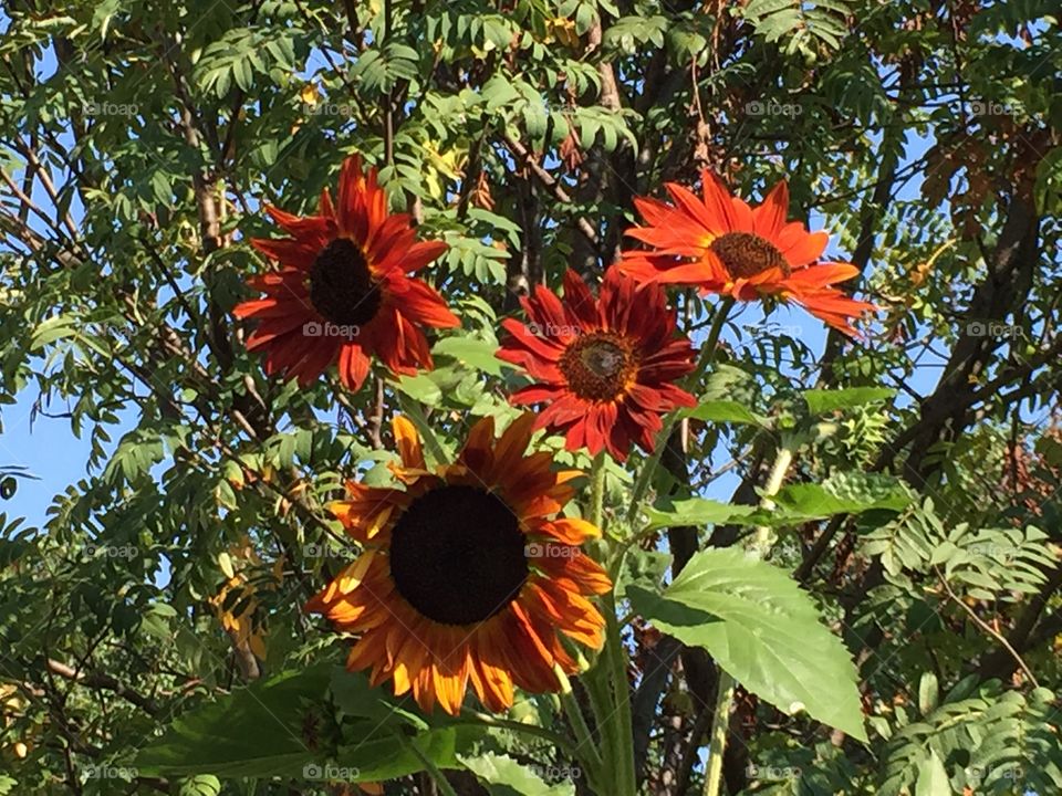 Orange Sun Flowers 