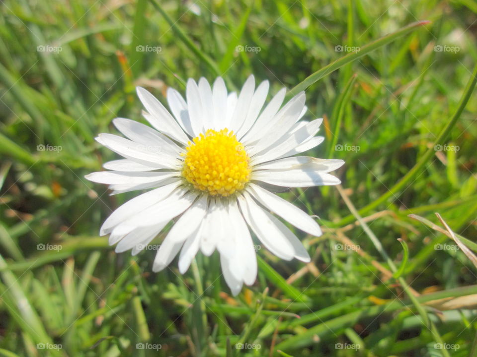 Blooming white flower