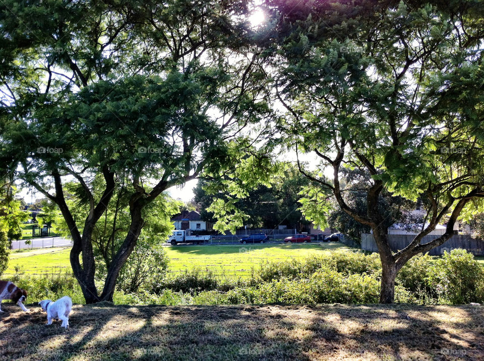 green field nature outdoor by king