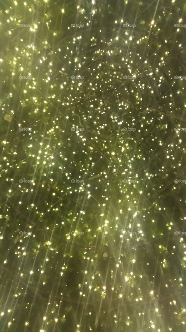 Christmas lights inside a Christmas tree Burbank, California