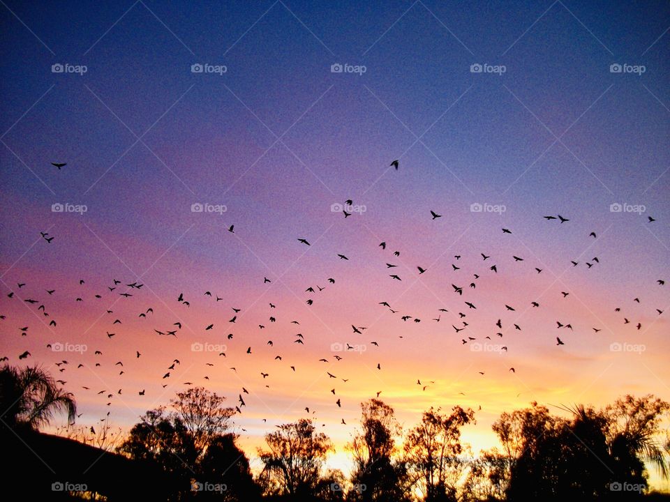 Crows at sunrise