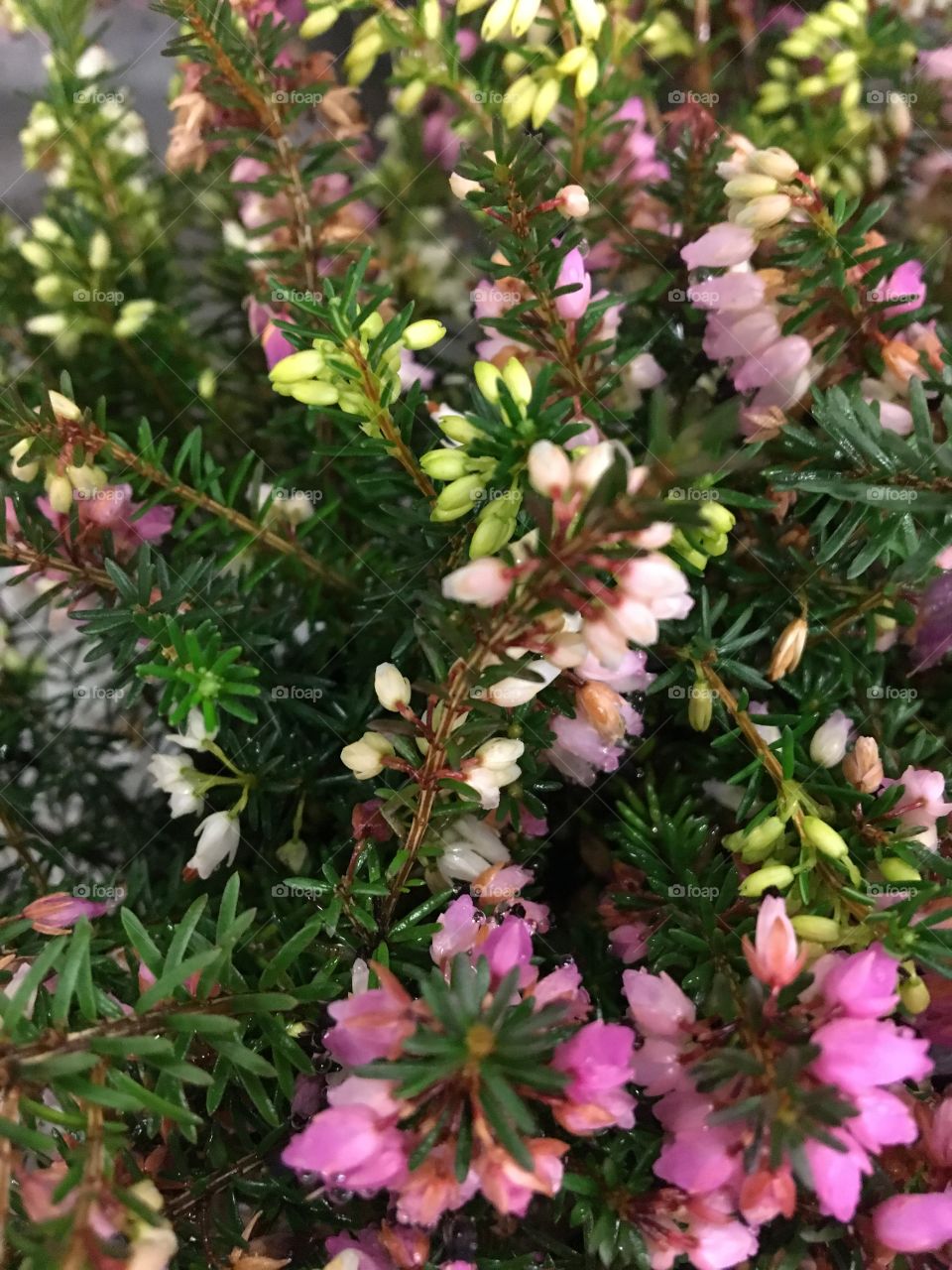 Tiny flowers
