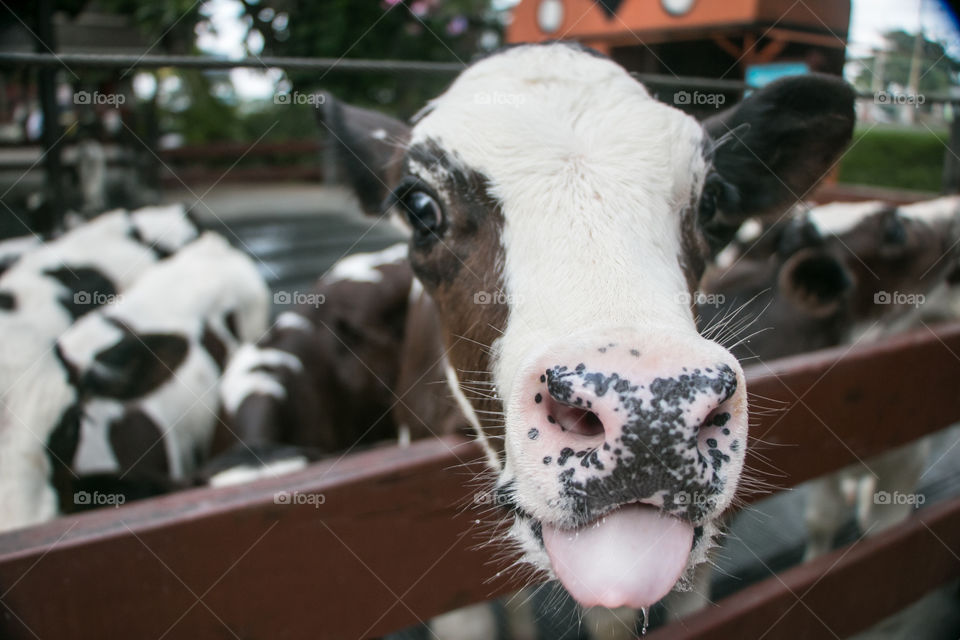 Young calves at farm