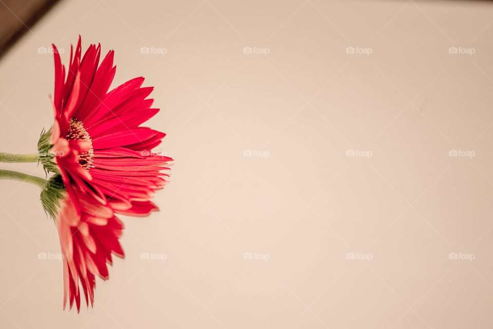 Gerbera