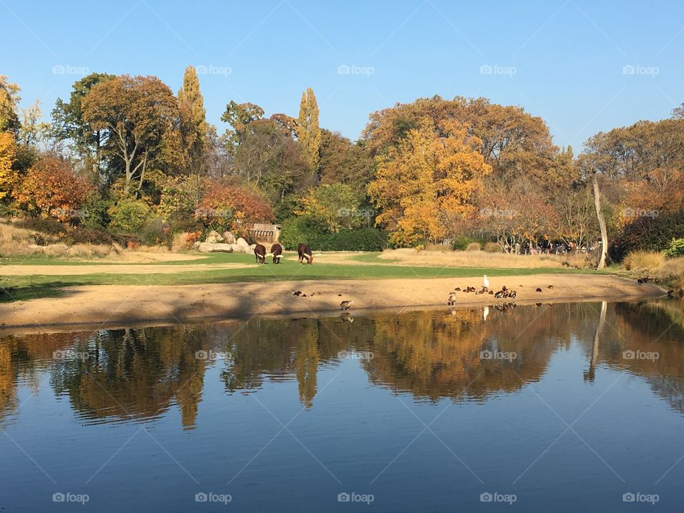 Autumn trees reflecting in lake