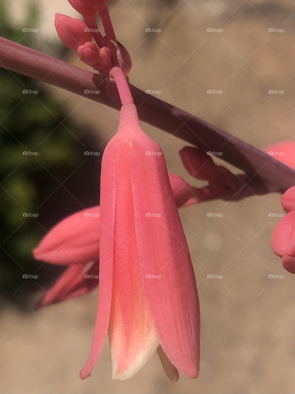 Pink flower blooming in the arid air in Texas. Not sure of its name but pretty sure it’s a sort of honeysuckle 💗