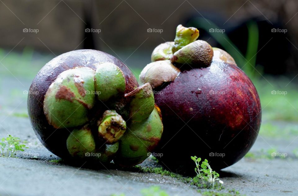 mangosteen
