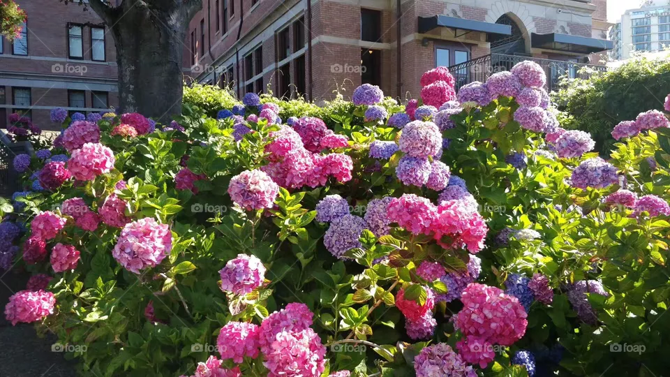 Bunch of blossom 