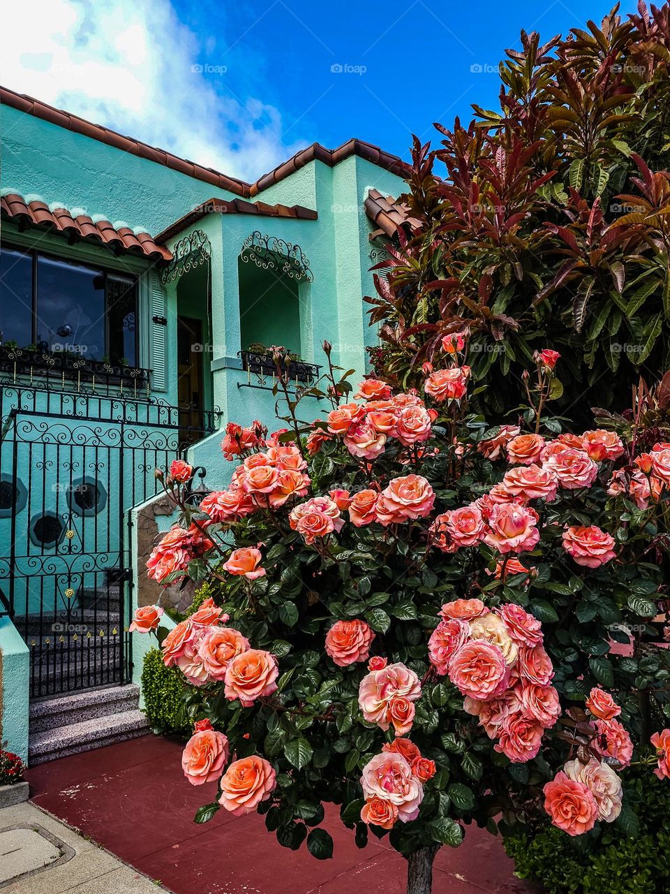 Beautiful bush of vibrant pink roses blooming on a warm spring afternoon in San Francisco California with colorful turquoise Spanish style house in the background with bright blue skies