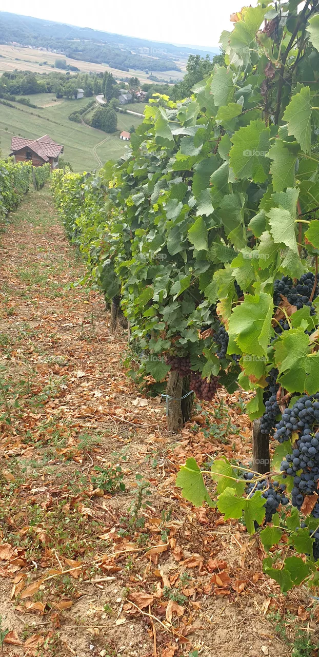 wineyard