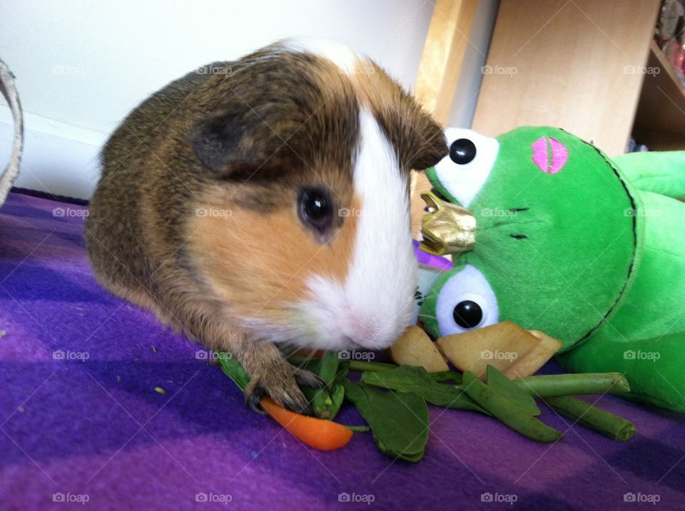 Guinea pig and his pet frog . Pets and friends in the family 
