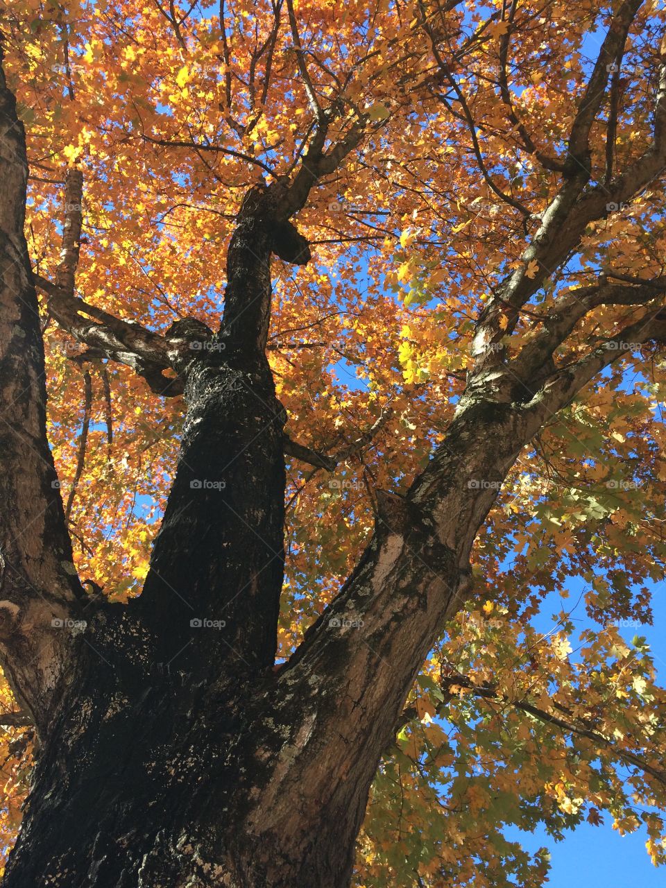 Looking up the tree