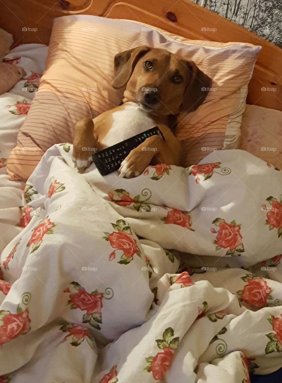 cute dog in The bed.