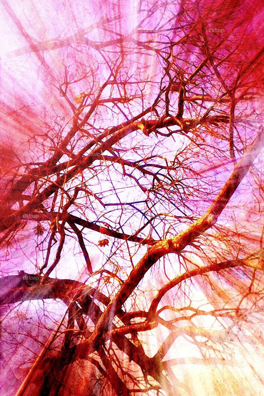 Branches (Abstract)