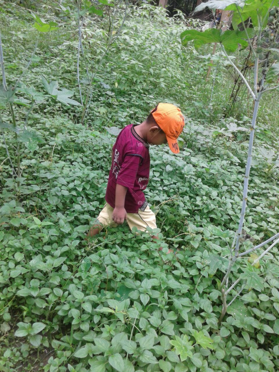 PROBAL walking in jungle and playing alone.