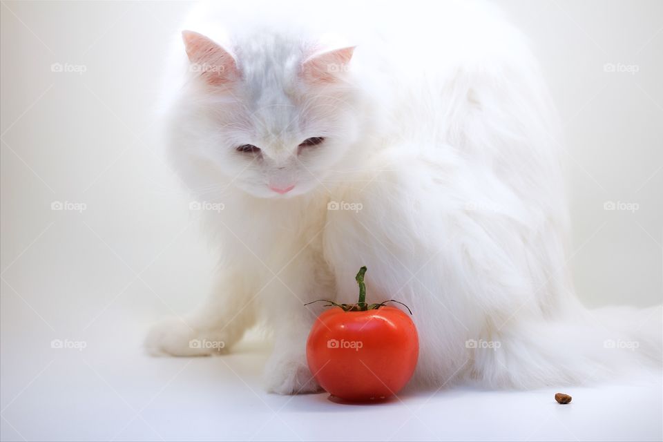 White Norwegian forest cat and tomato 