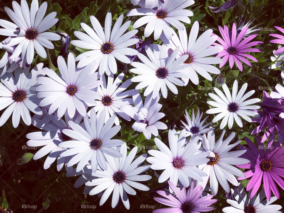 Osteospermum, cape daisy, spring flowers