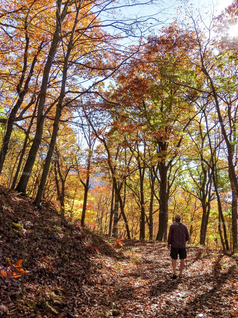 A Walk in the Woods