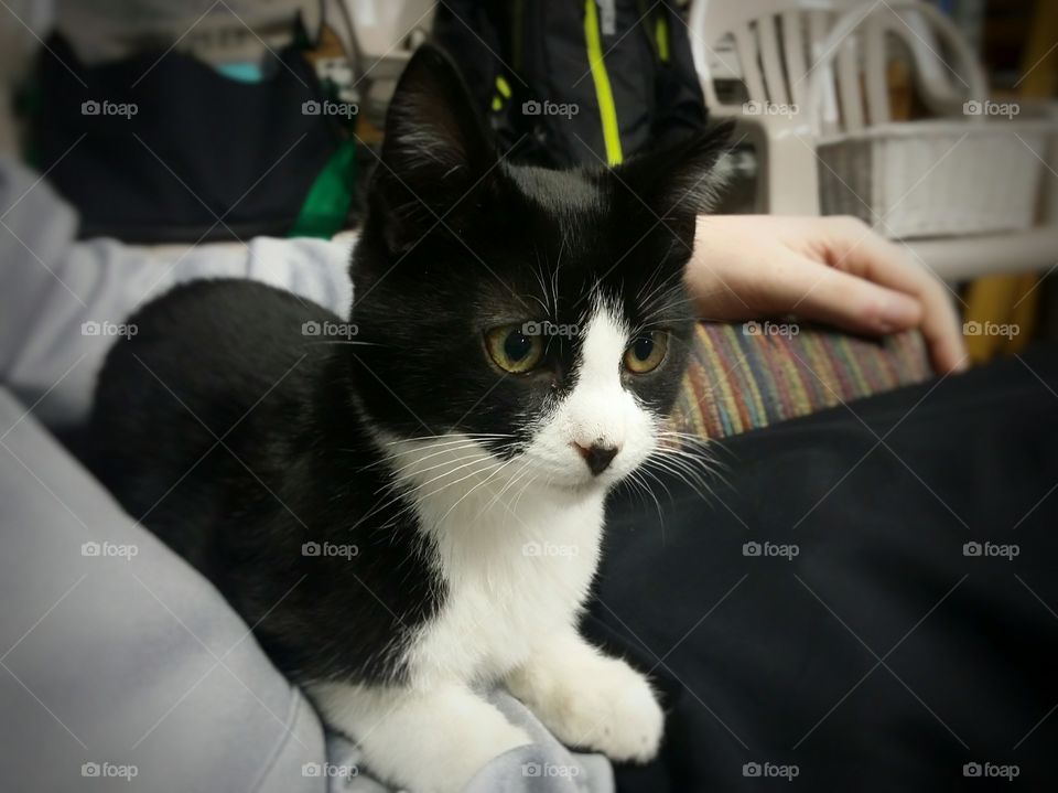 Black and White Kitten in a Lap