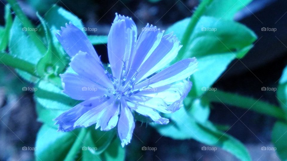 Flores  azul