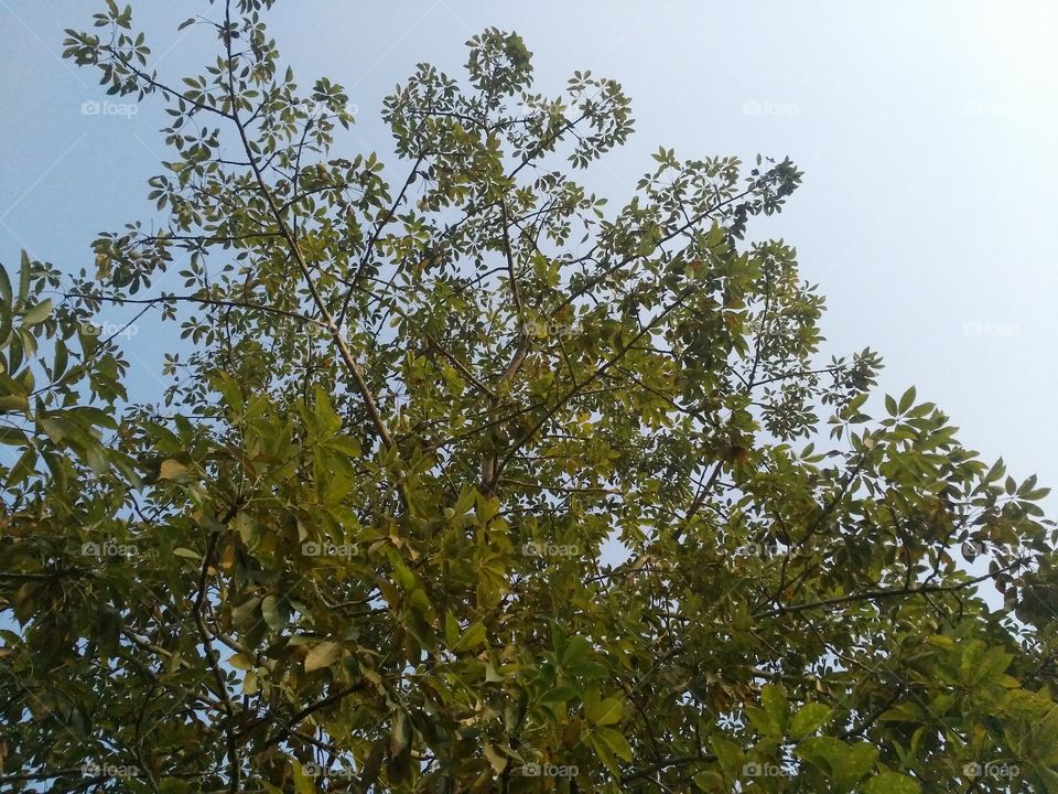 A beautiful scene of trees in the jungle.