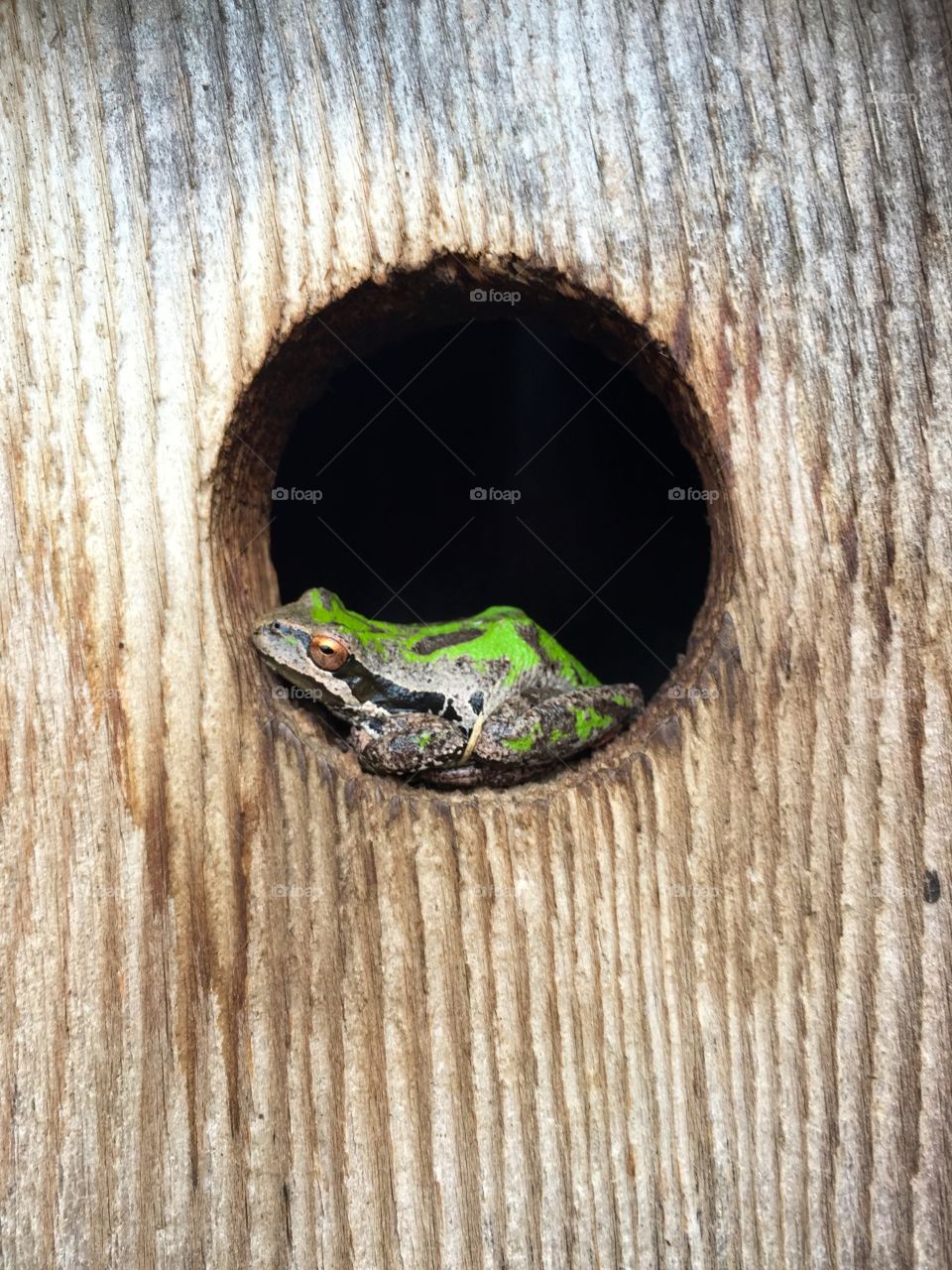 Frog In A Hole. Frog sitting in bird feeder