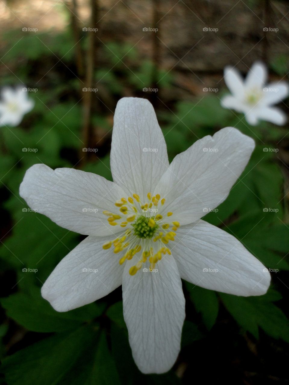 Flower, Nature, Flora, Garden, Blooming