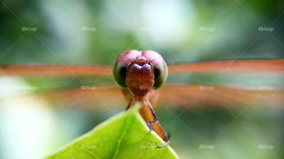 Dragonfly on green leaf