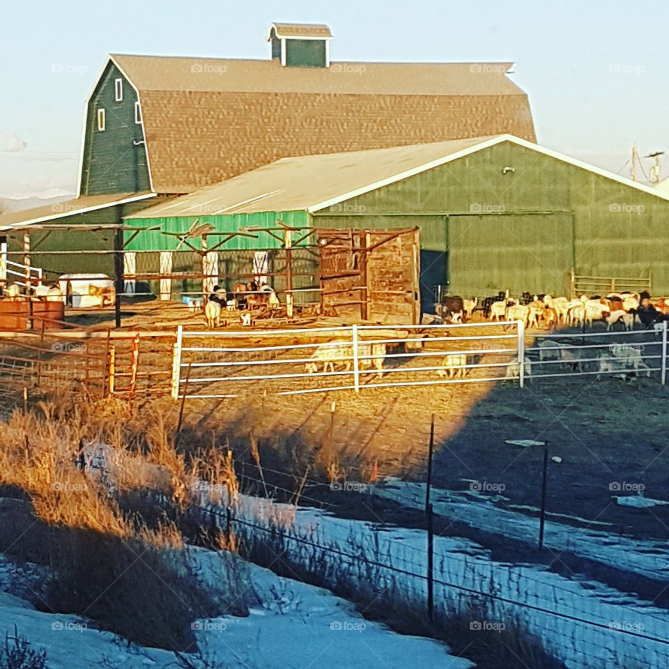 Goat farm, Barn, Country Life