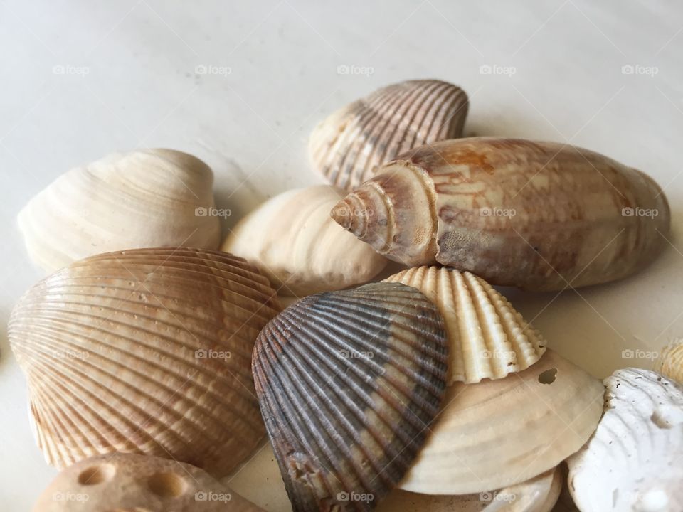 High angle view of seashells